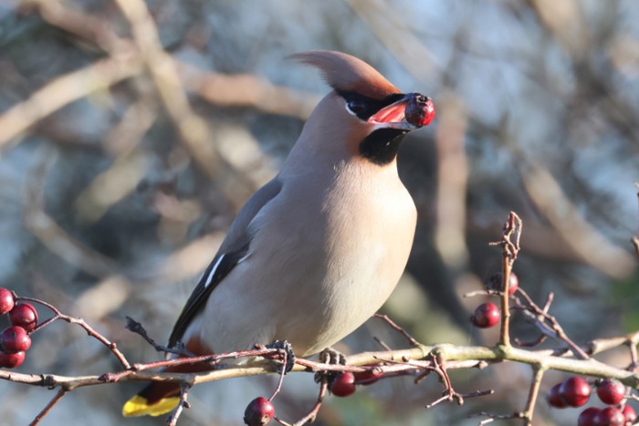 Waxwing