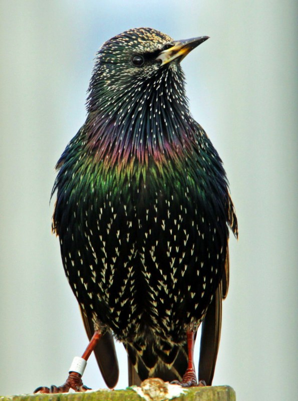 Starling