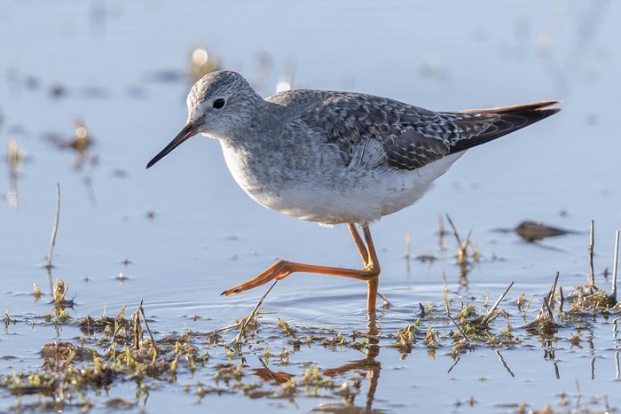 Lesser Yellowlegs