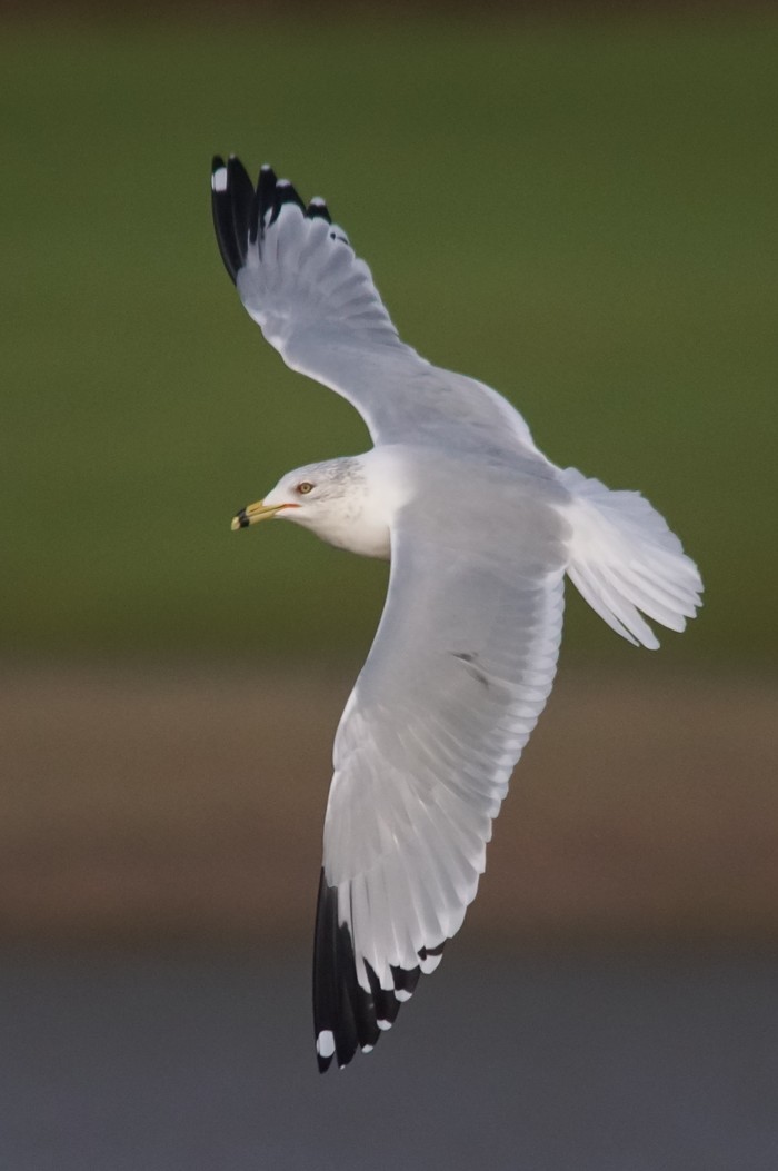 Ring-billed Gull