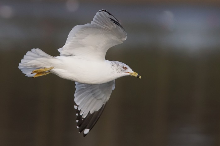 Ring-billed Gull