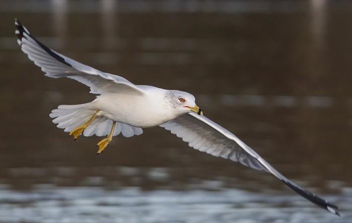 Ring-billed Gull
