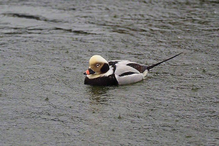 Long-tailed Duck