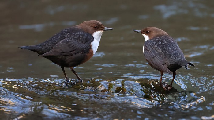 Dippers