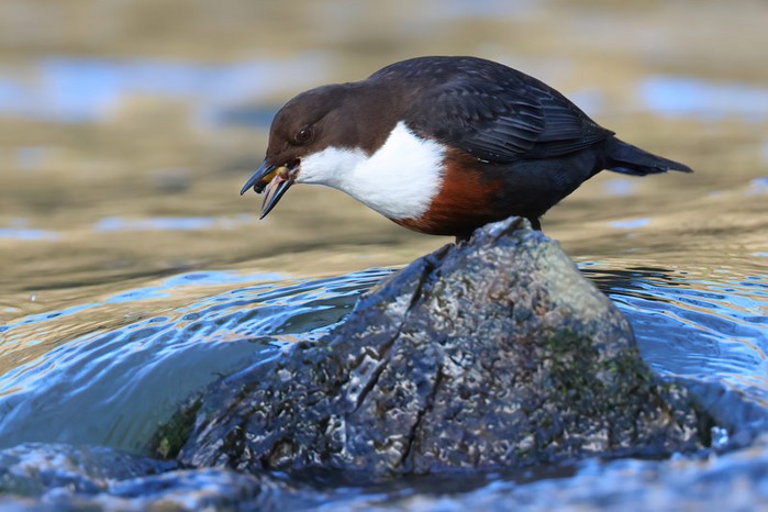 Dipper