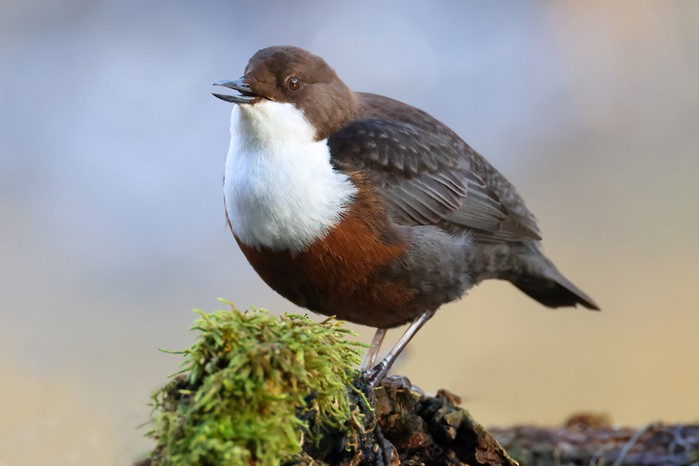 Singing Dipper