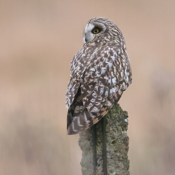 Short-eared Owl