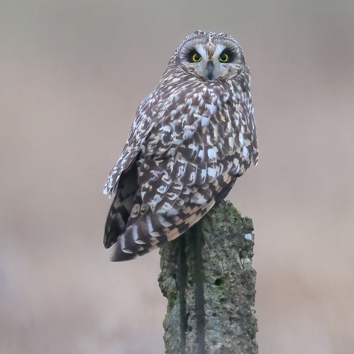 Short-eared Owl