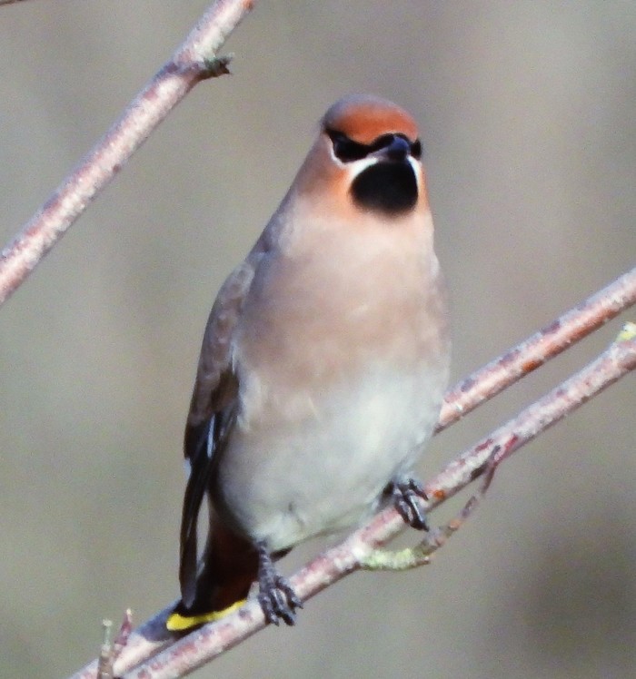 Waxwing