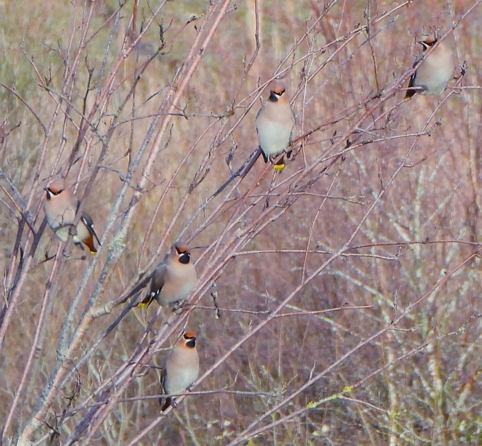 Waxwing