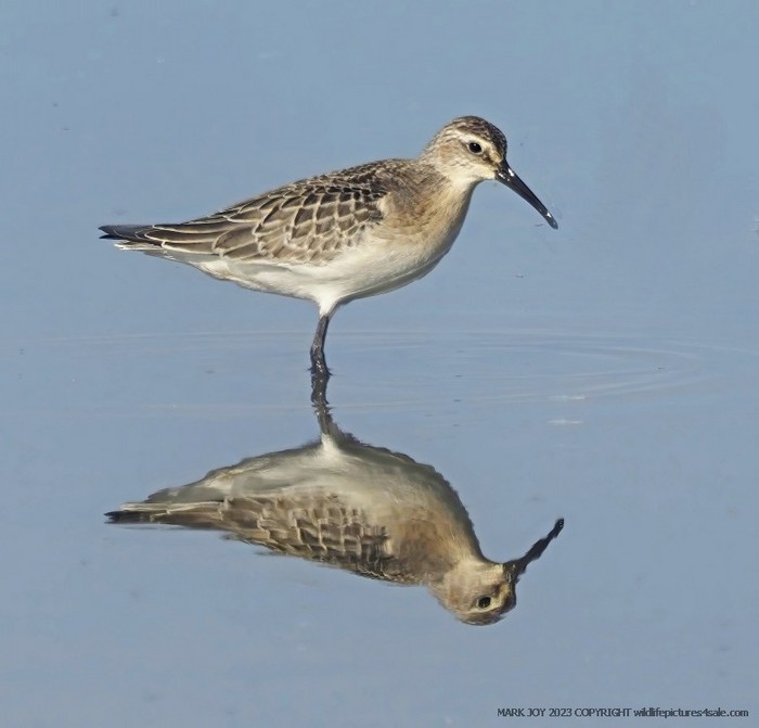 Curlew Sandpiper