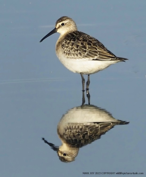 Curlew Sandpiper
