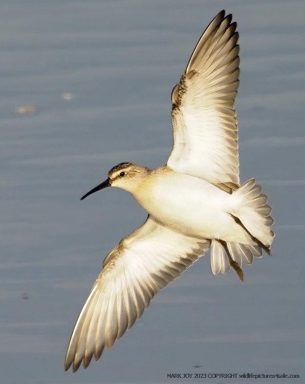 Curlew Sandpiper