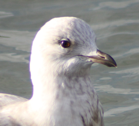 Iceland Gull