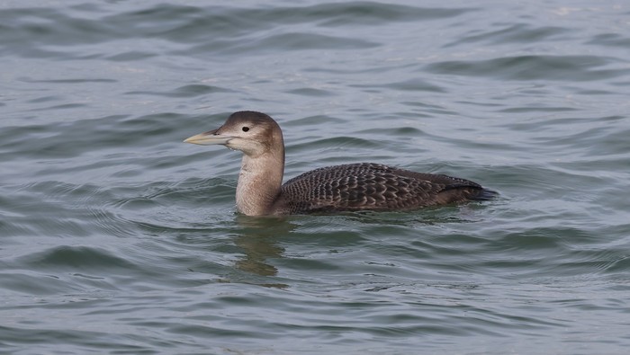 White-billed Diver