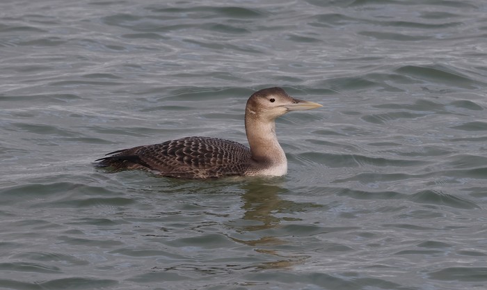 White-billed Diver