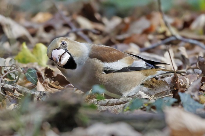 Hawfinch