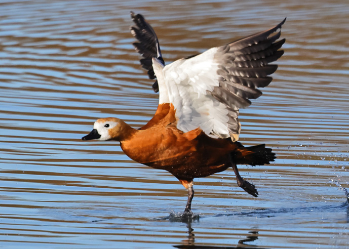 Ruddy Shelduck