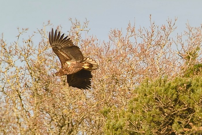 White-tailed Eagle