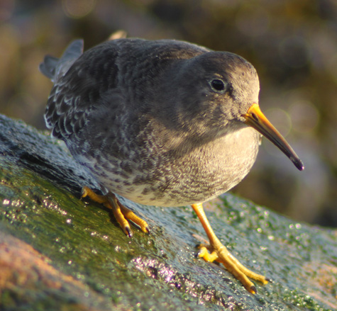 Purple Sandpiper
