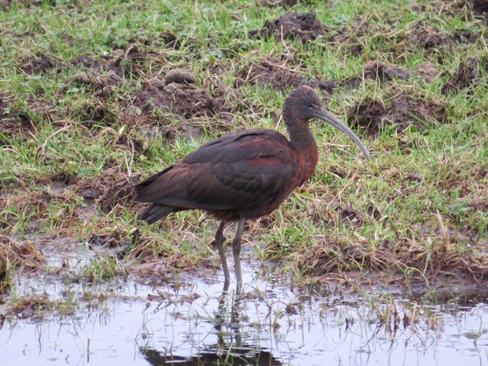 Glossy Ibis