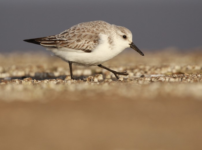 Sanderling