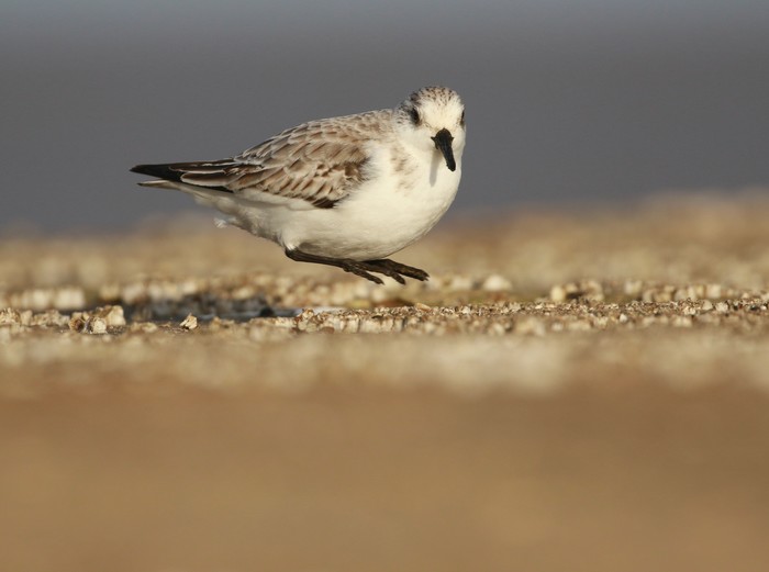 Sanderling
