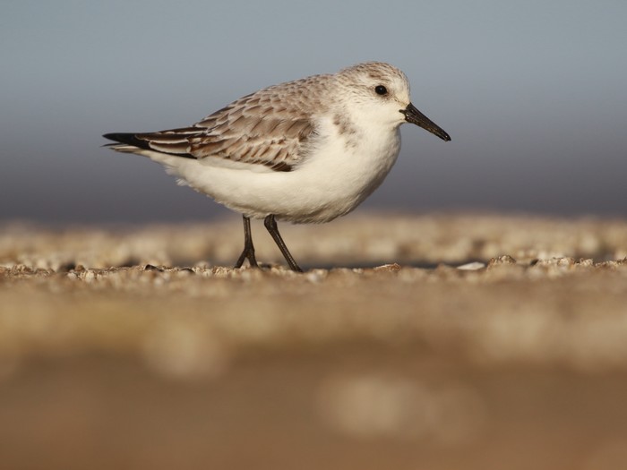 Sanderling
