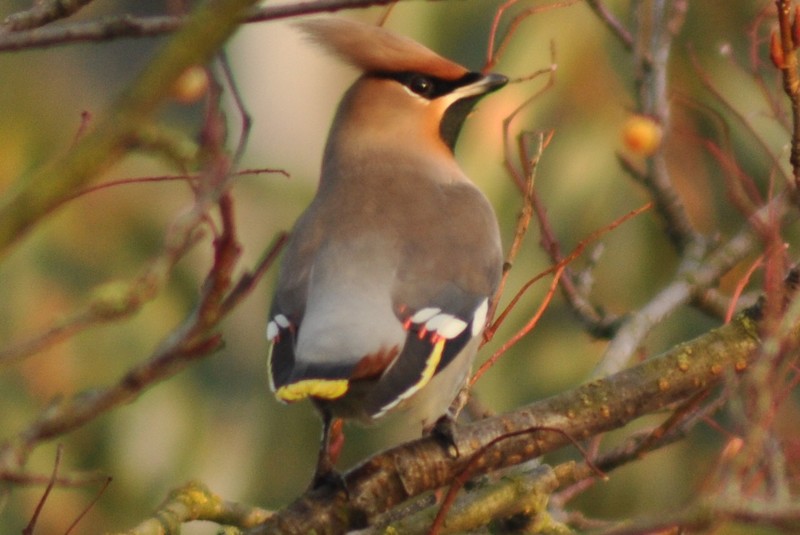 Waxwing