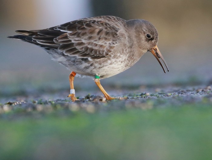 Purple Sandpiper