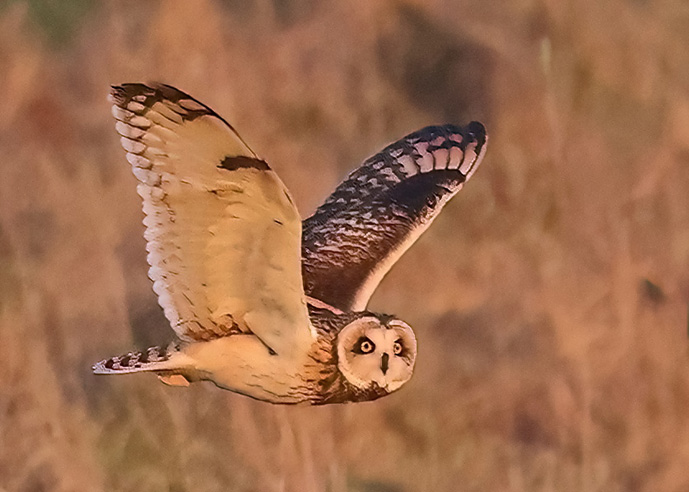 Short-eared Owl