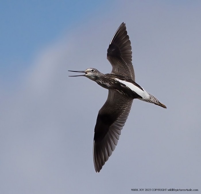 Greenshank