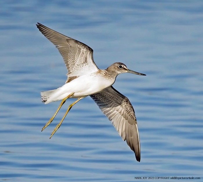 Greenshank