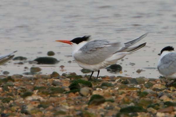 Elegant Tern