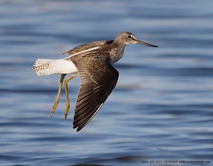 Greenshank