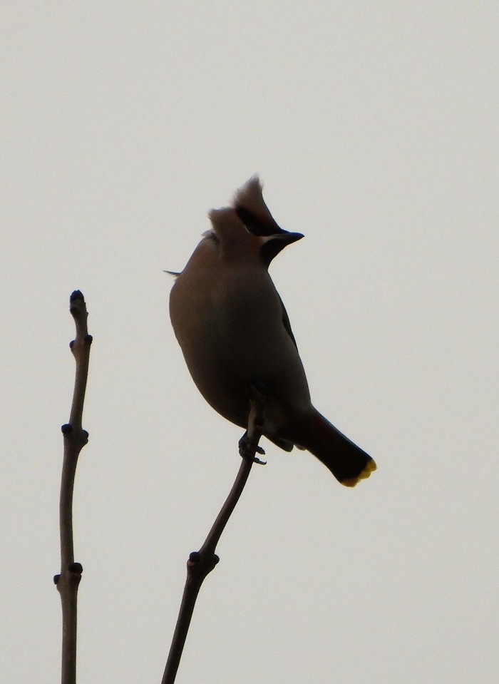 Waxwing