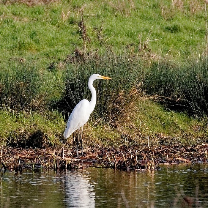 Great White Egret