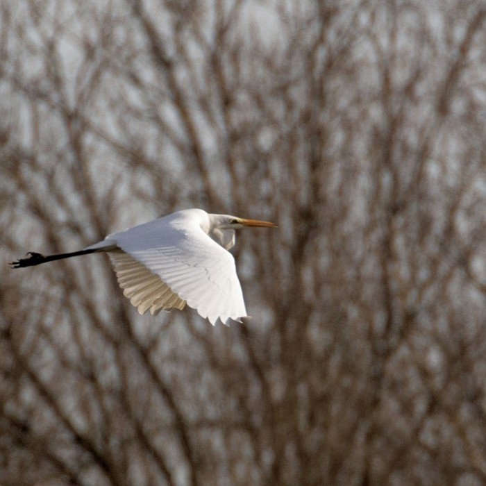 Great White Egret