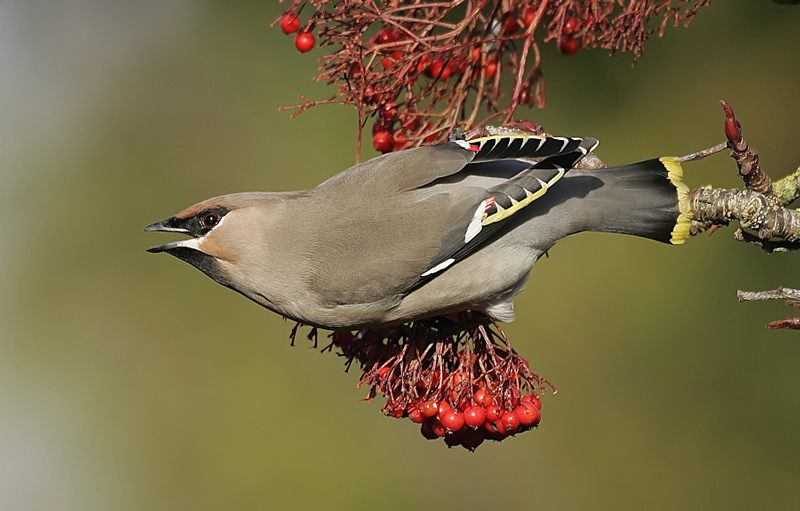 Waxwing