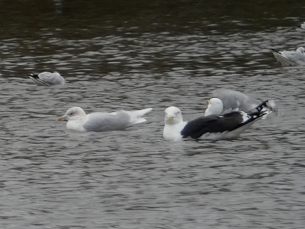 Iceland Gull