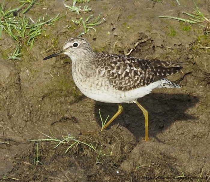 Wood Sandpiper