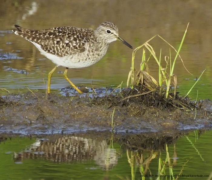 Wood Sandpiper