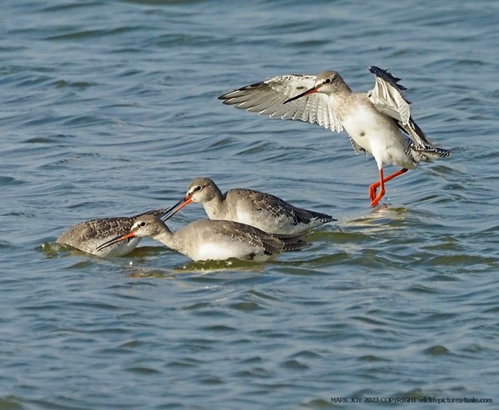 Spotted Redshank
