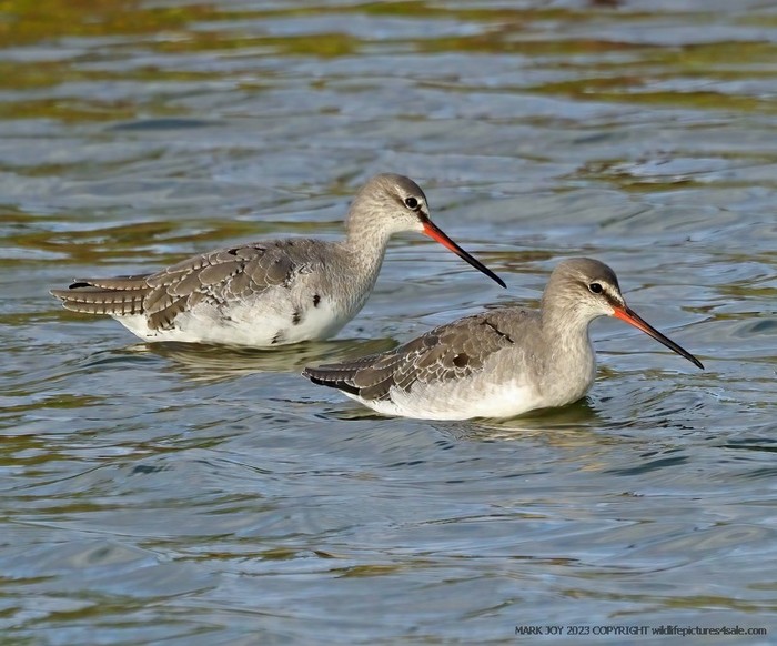 Spotted Redshank