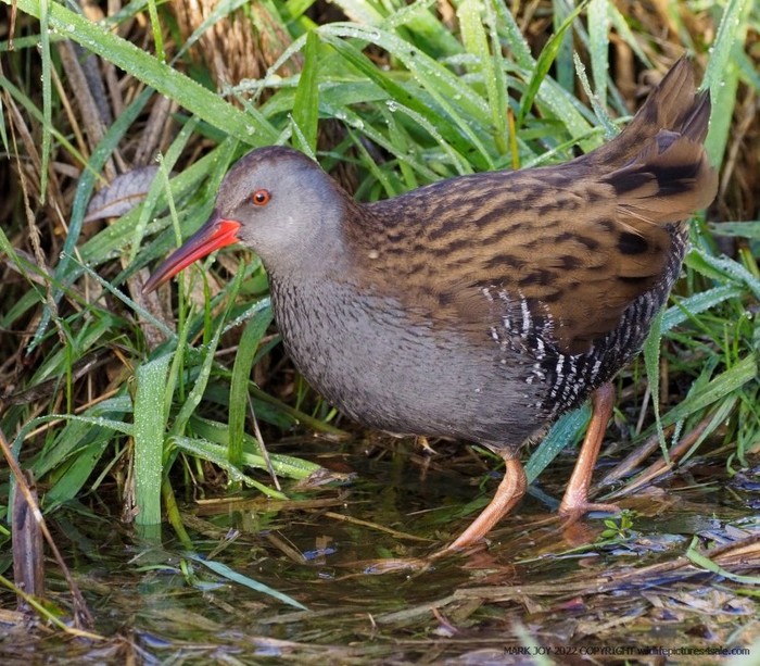 Water Rail