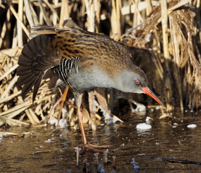 Water Rail