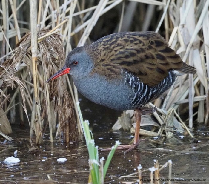 Water Rail