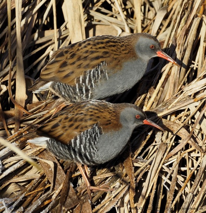 Water Rail