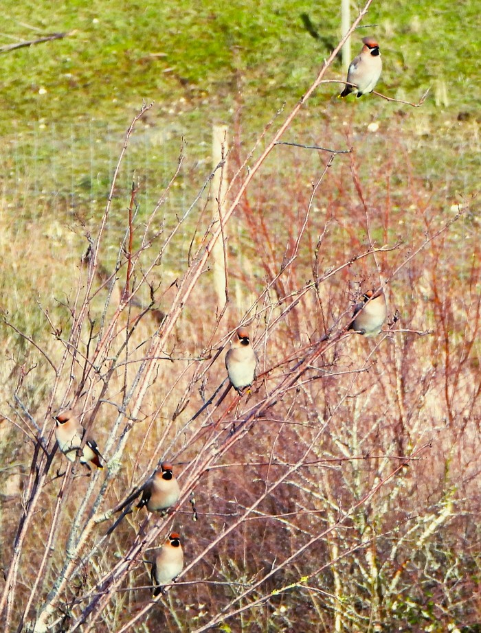 Waxwing