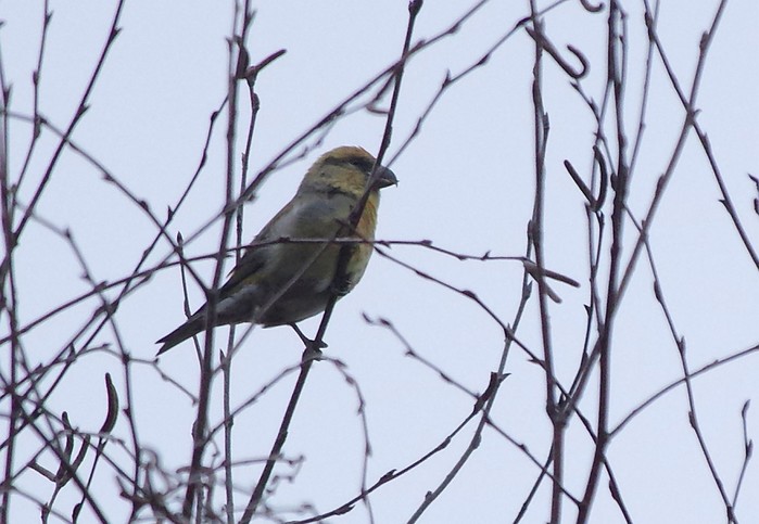 Crossbill